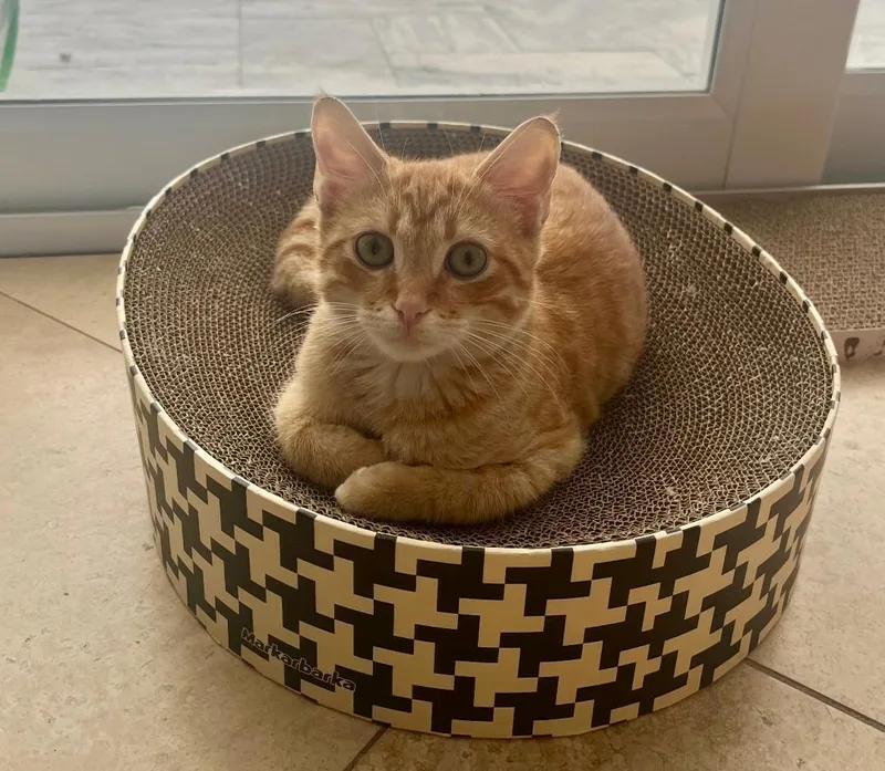 Nico & Enzo  thumbnail 3