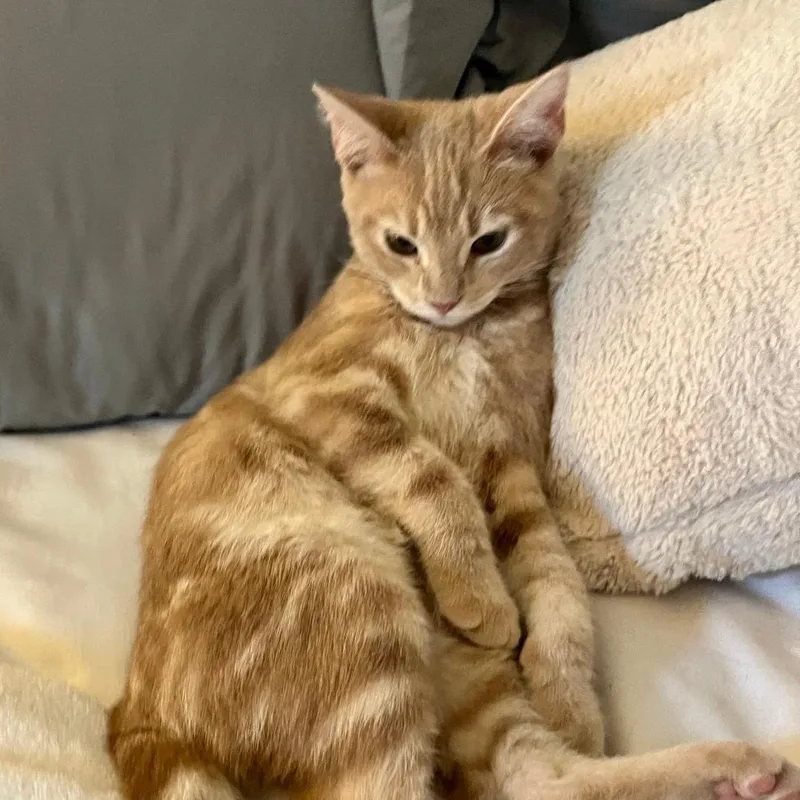 Nico & Enzo  thumbnail 6