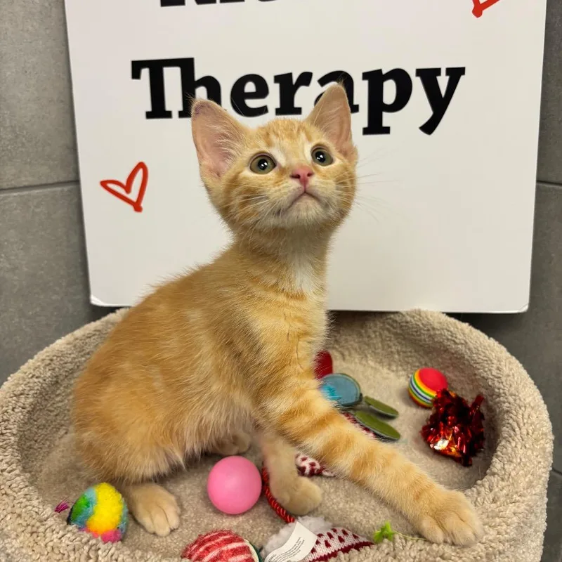 A baby small-sized male Orange / Red Domestic Short Hair cat named Chaos for adoption in Commerce City, CO