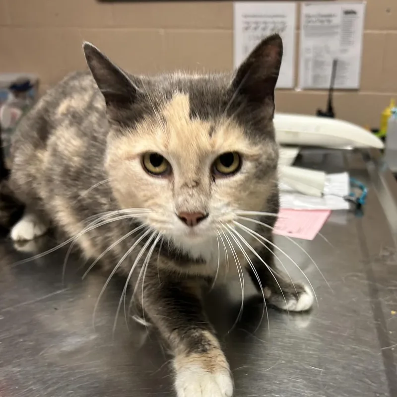 An adult large-sized female Gray / Blue / Silver Domestic Short Hair cat named Carmen for adoption in Newport, NC