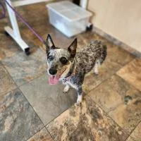 An adult medium-sized female Australian Cattle Dog / Blue Heeler dog named Autumn for adoption in Monticello, NY