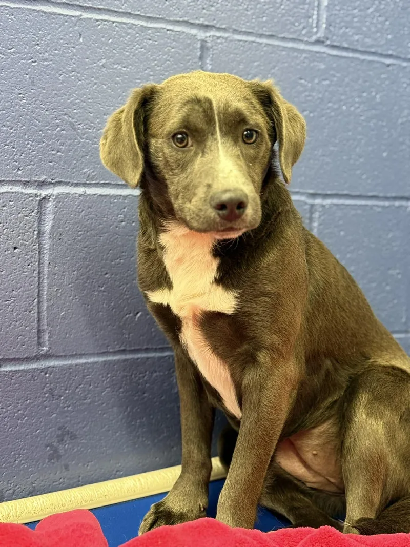 A young medium-sized female Gray / Blue / Silver Mixed Breed dog named Delta Dawn for adoption in Leitchfield, KY