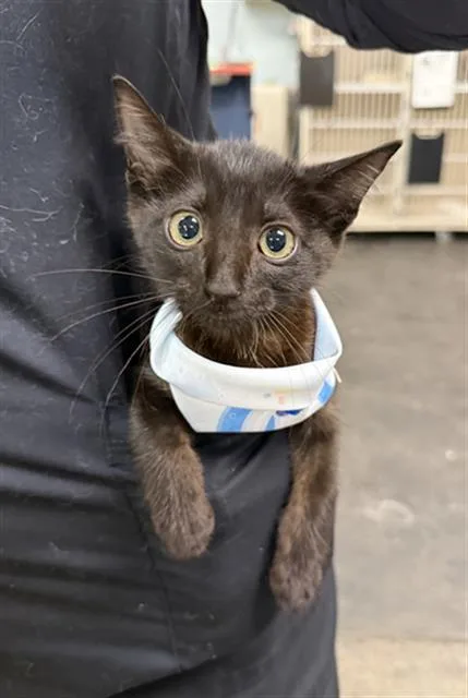 A baby medium-sized female Domestic Short Hair cat named Scotch Bonnet for adoption in Dallas, TX