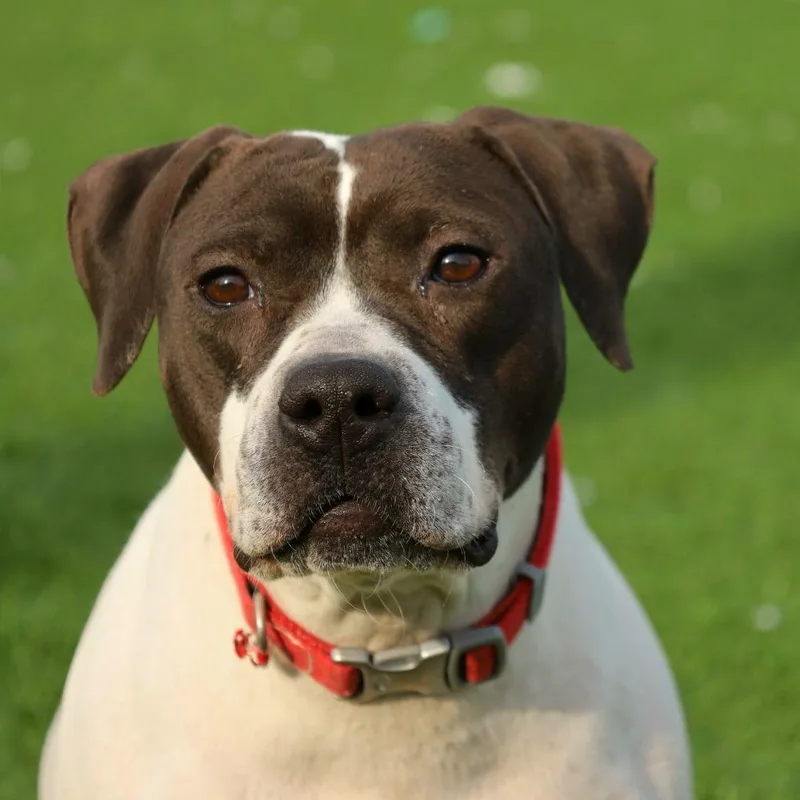 Morticia thumbnail 6