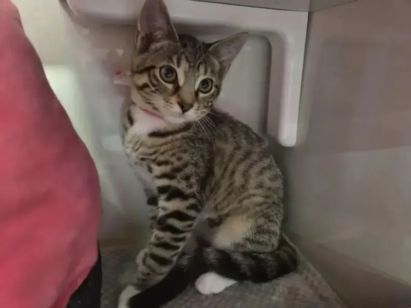 An adult medium-sized female Domestic Short Hair cat named Izzy for adoption in Grand Rapids, MI