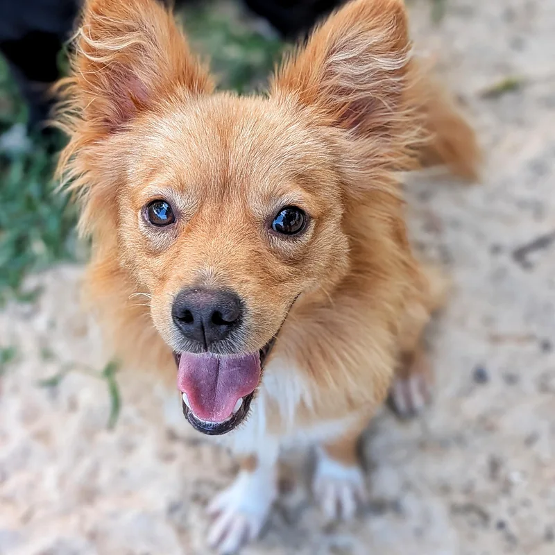 A young small-sized male Pomeranian dog named Jack & Rose for adoption in Eustis, FL