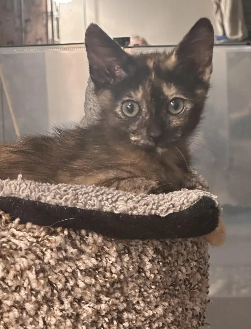 A baby medium-sized female Tortoiseshell cat named Hope for adoption in Atlanta, GA