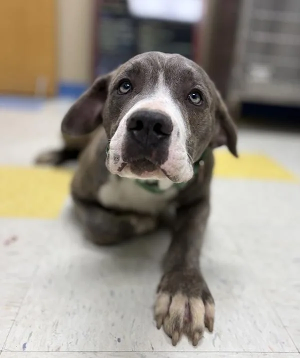 A young medium-sized male Cane Corso dog named Dozer for adoption in Sioux City, IA