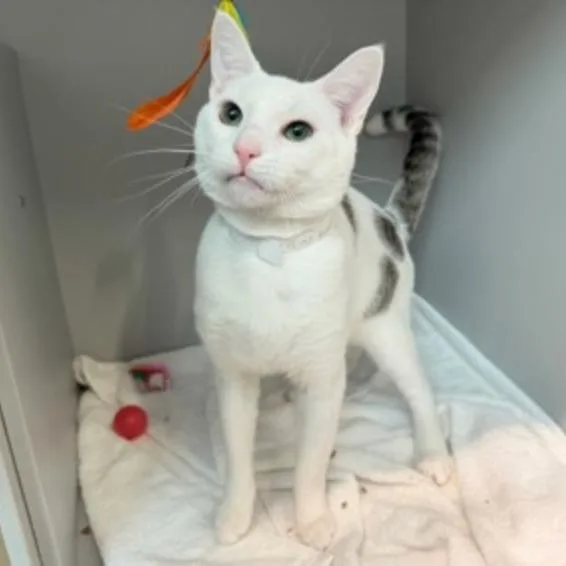 An adult large-sized male White Domestic Short Hair cat named Kenaf for adoption in New York, NY