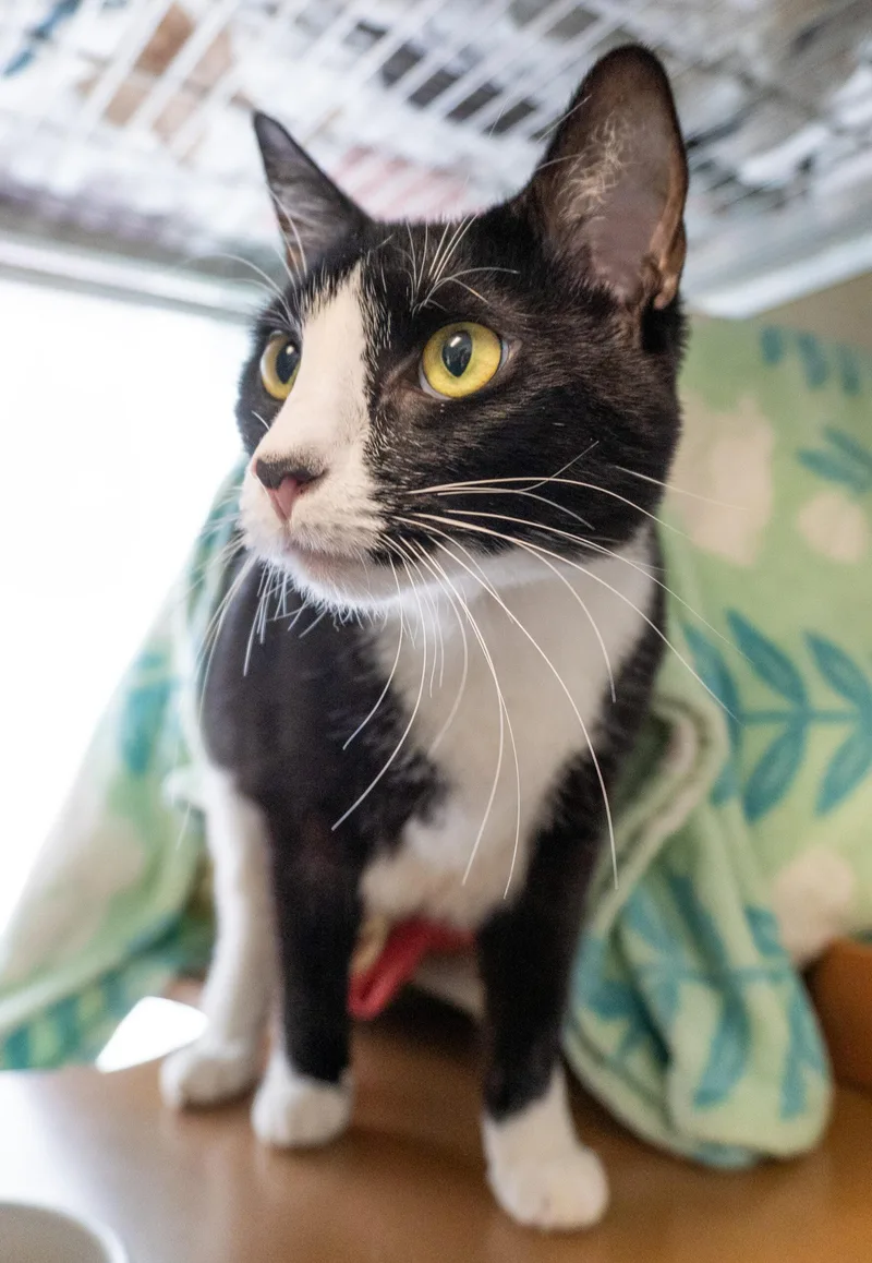 An adult large-sized female Black & White / Tuxedo Domestic Short Hair cat named Urschi for adoption in Encinitas, CA