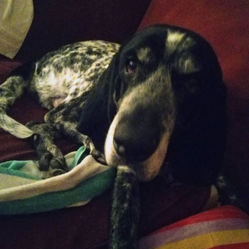 Mr Pickles thumbnail 2