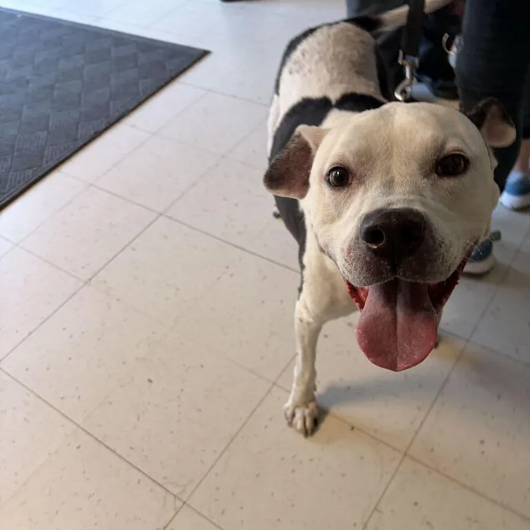 A senior large-sized female White / Cream Mixed Breed dog named Harley for adoption in Davenport, IA