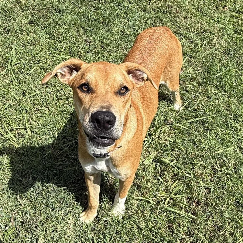 A young medium-sized female Shepherd dog named History for adoption in Brenham, TX