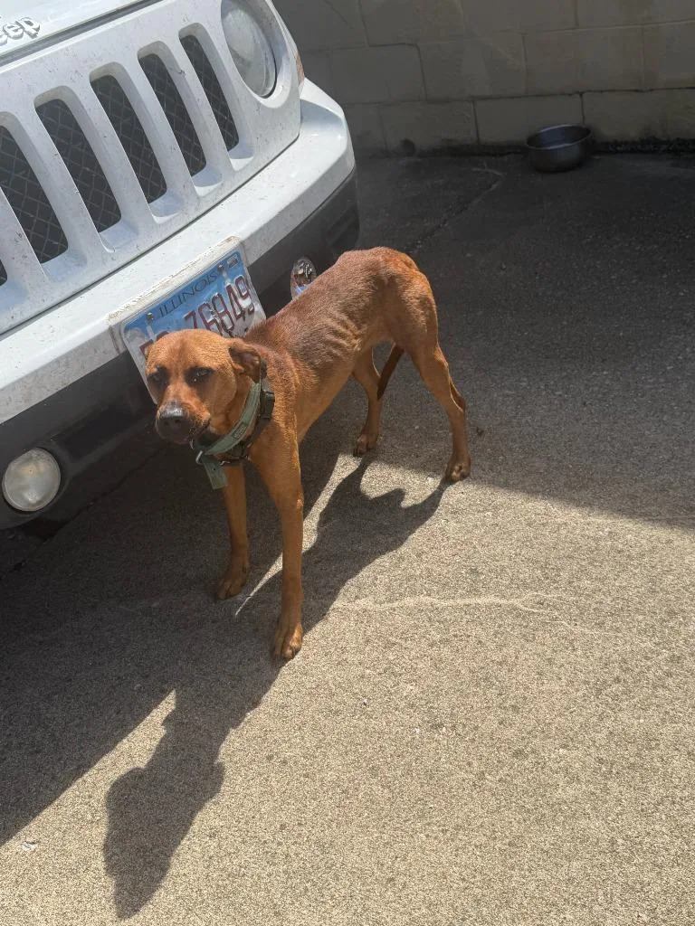 A young medium-sized female Mixed Breed dog named Reba for adoption in Centralia, IL