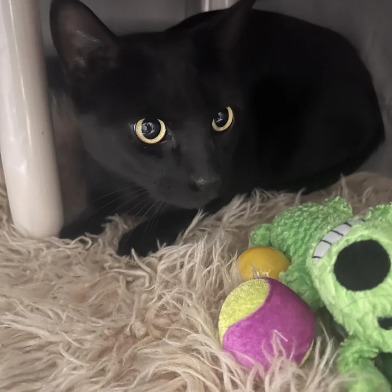 An adult large-sized male Black Domestic Short Hair cat named Beamer for adoption in Kennebunk, ME