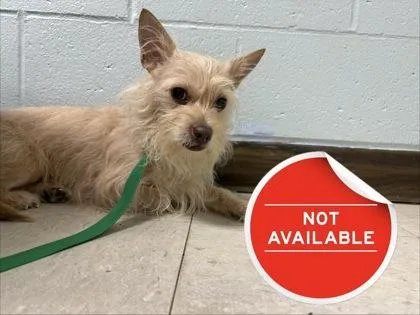 An adult medium-sized female Mixed Breed dog named Mia for adoption in Lowell, MA
