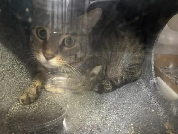 A young large-sized male Domestic Short Hair cat named Evening for adoption in New York, NY
