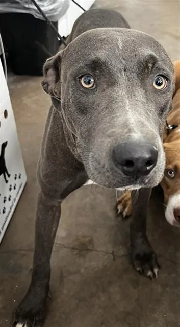 A young large-sized female Mixed Breed dog named Shelly for adoption in Dallas, TX