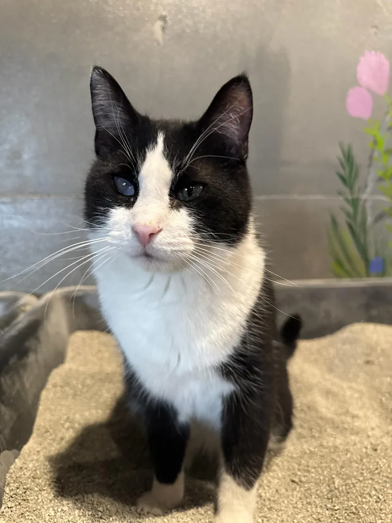 An adult medium-sized male Black & White / Tuxedo American Shorthair cat named Lucky for adoption in Milbank, SD