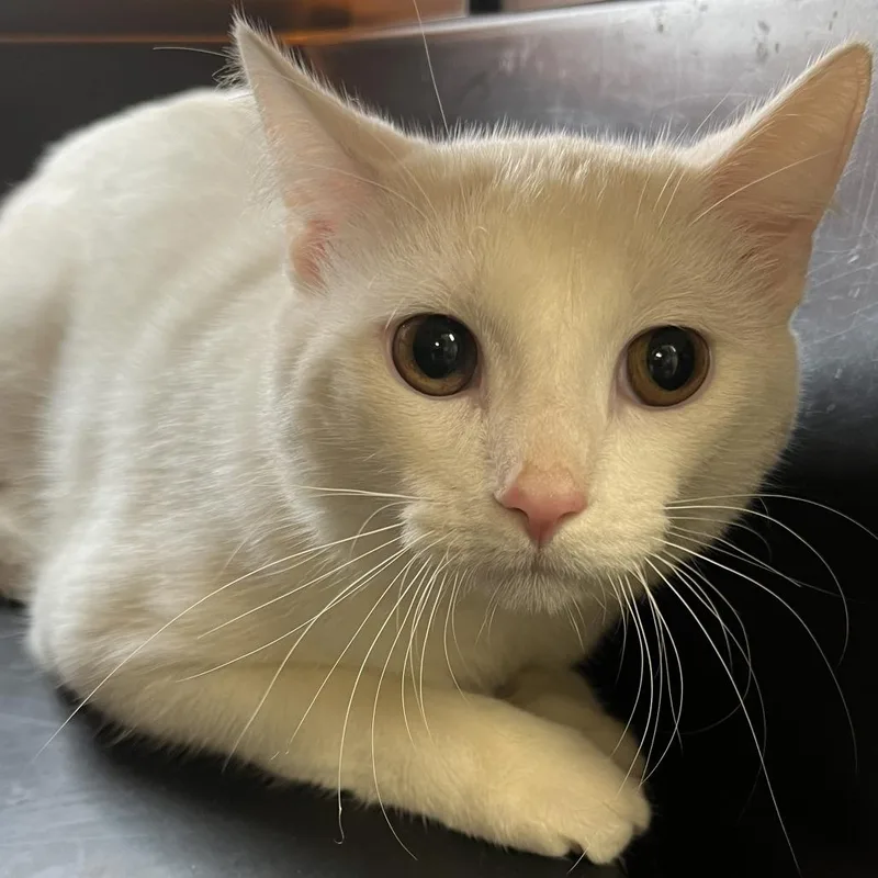 An adult medium-sized male White Domestic Short Hair cat named Hughie for adoption in Oak Park, IL