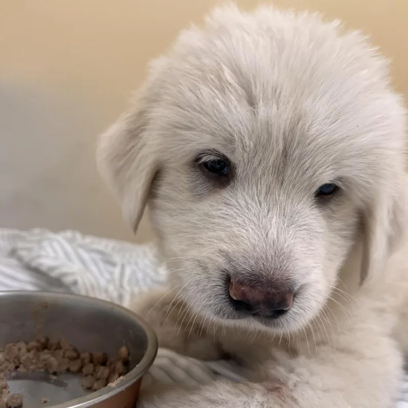 A baby medium-sized male White / Cream Great Pyrenees dog named Waltz for adoption in LOXAHATCHEE, FL