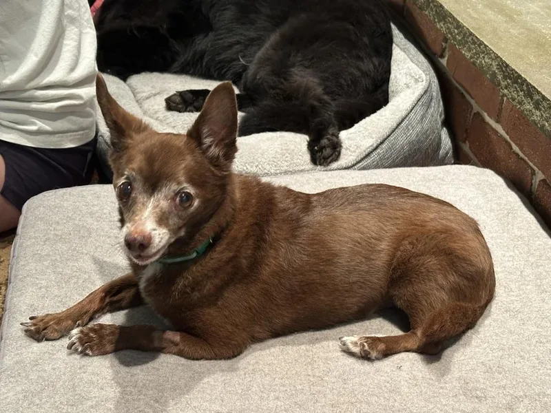 A senior small-sized male Brown / Chocolate Chihuahua dog named BrownE for adoption in Pottstown, PA
