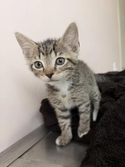 An adult small-sized male Domestic Short Hair cat named Bubbles for adoption in Barnesville, GA