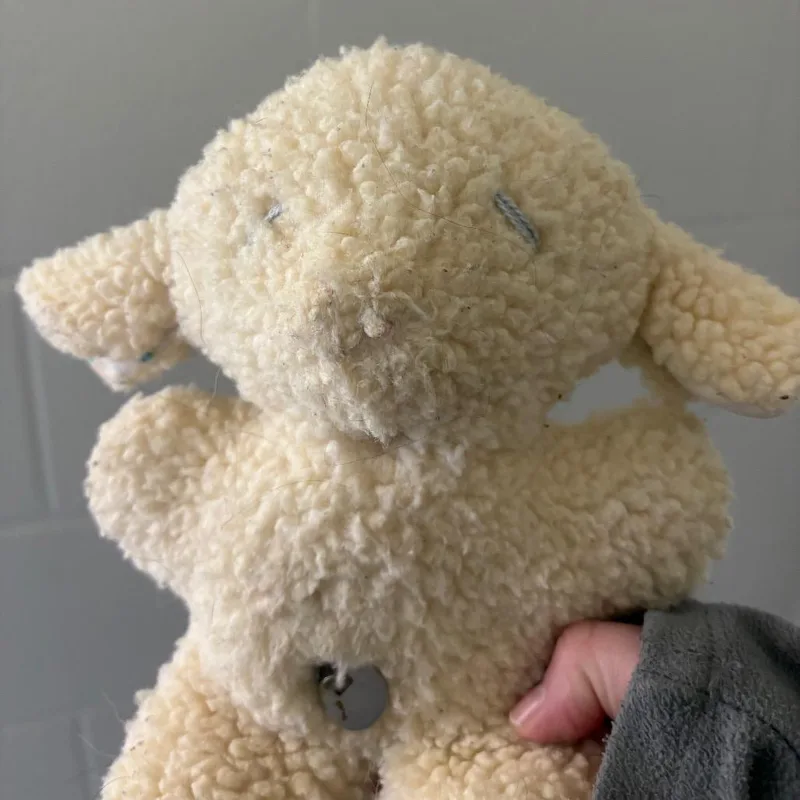 A young small-sized male Gray / Blue / Silver Australian Cattle Dog / Blue Heeler dog named Stink Bug  Test for adoption in Morganton, NC