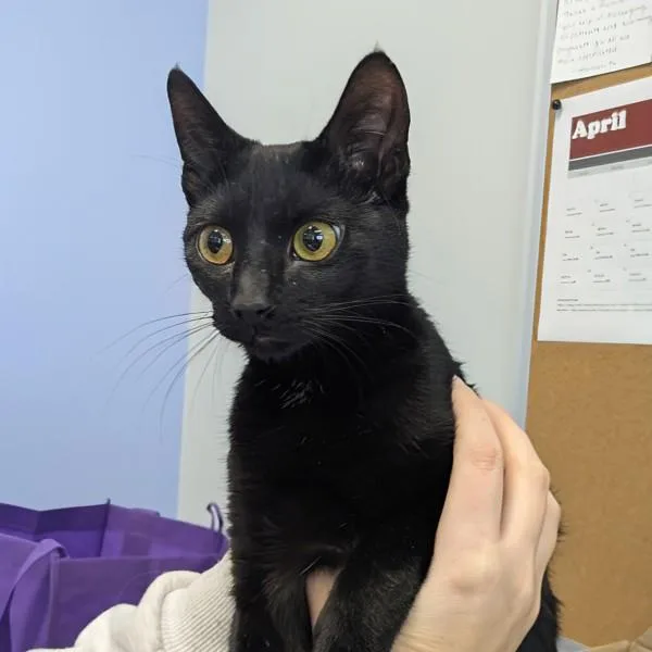 A young small-sized female Domestic Short Hair cat named Soot for adoption in Des Moines, IA