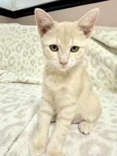 A baby small-sized female Buff / Tan / Fawn Domestic Short Hair cat named Sand Storm for adoption in Parlier, CA