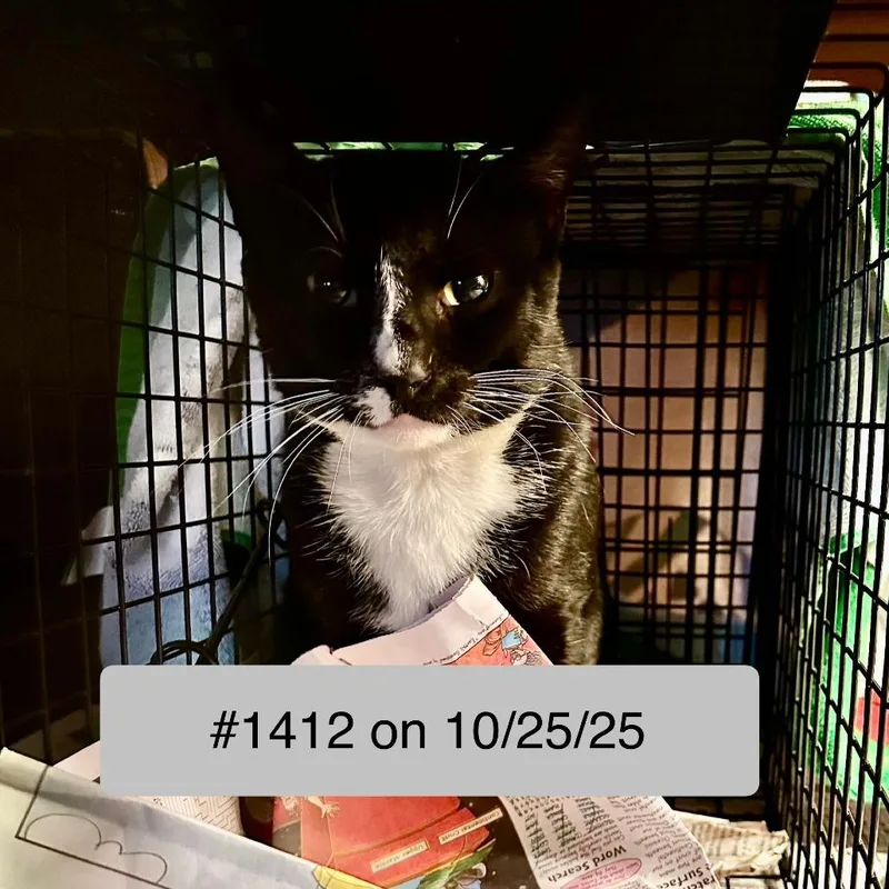 An adult small-sized male Black Domestic Short Hair cat named Percy for adoption in Abbeville, SC