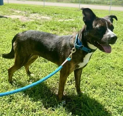 An adult large-sized female Mixed Breed dog named Hazel for adoption in Vero Beach, FL