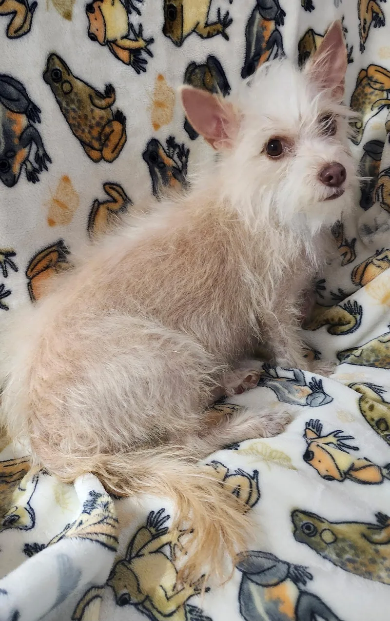 A young small-sized female Terrier dog named Petals for adoption in Houston, TX