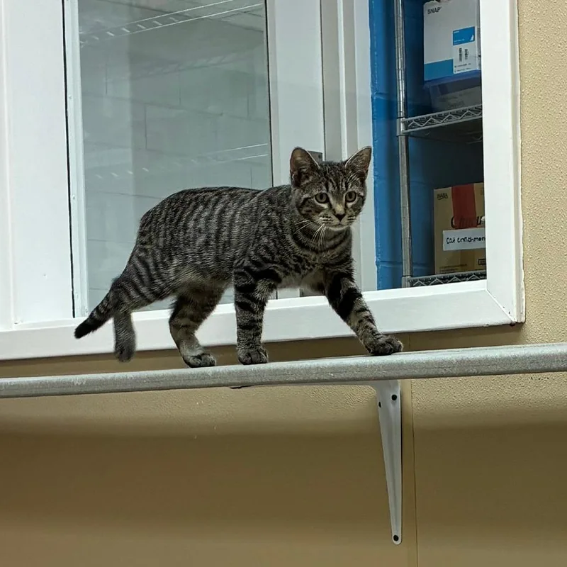 A baby small-sized female Domestic Short Hair cat named Merryweather for adoption in Mebane, NC