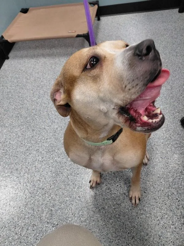 An adult large-sized female Yellow / Tan / Blond / Fawn Pit Bull Terrier dog named Luna for adoption in bellefontaine, OH