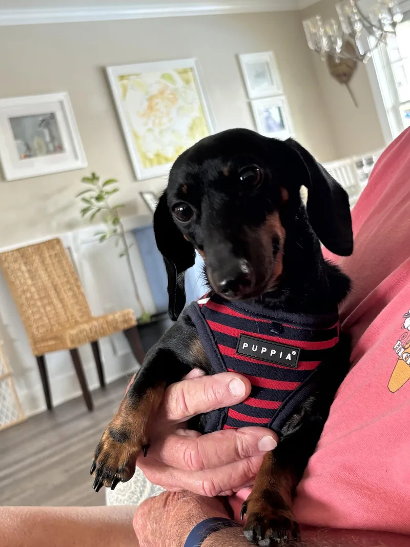 A young small-sized female Dachshund dog named Penny for adoption in West Columbia, SC