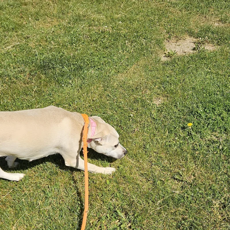 An adult medium-sized female Yellow / Tan / Blond / Fawn Pit Bull Terrier dog named Luna Bean for adoption in Benton Harbor, MI