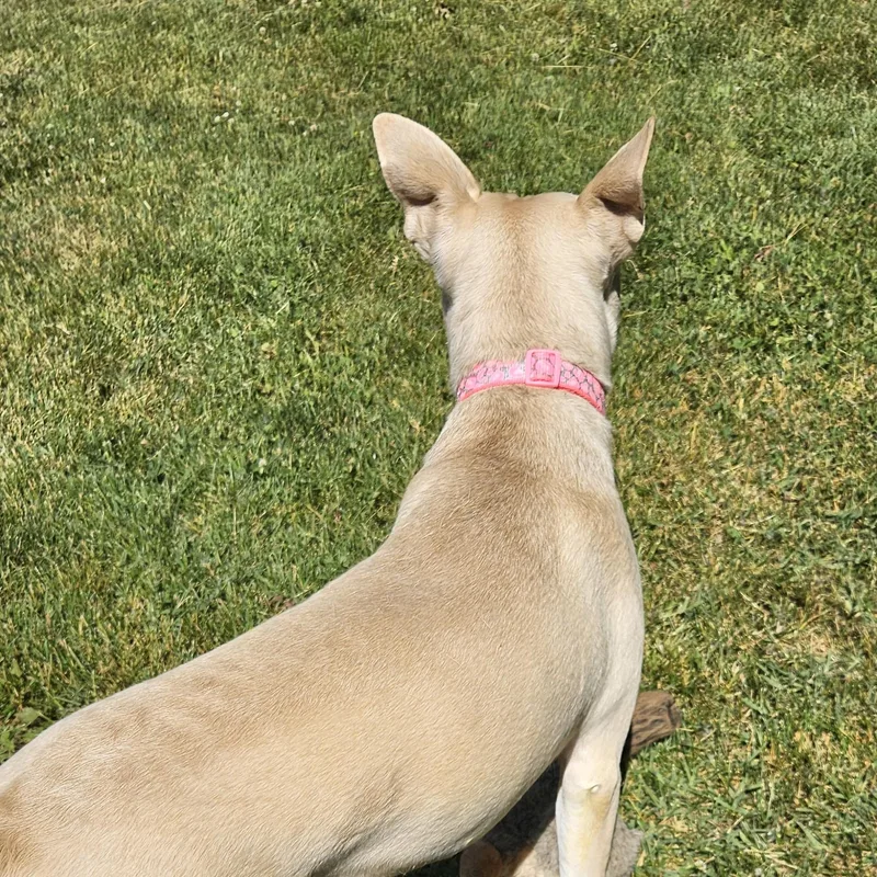 Luna Bean thumbnail 3