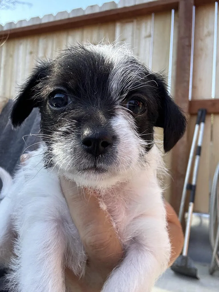 A baby small-sized female Tricolor (Brown, Black, & White) Chihuahua dog named Lacey for adoption in Arroyo Grande, CA