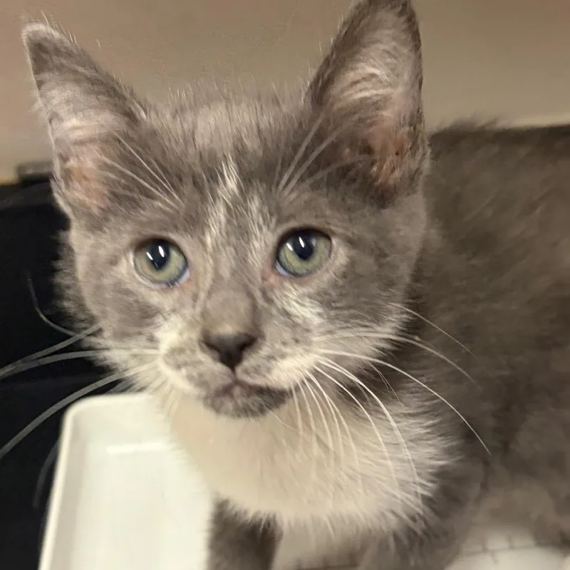 A baby small-sized male Gray / Blue / Silver Domestic Short Hair cat named Blueberry for adoption in Chattanooga, TN