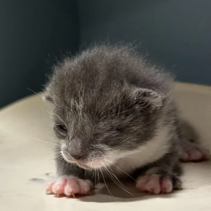 Blueberry thumbnail 3