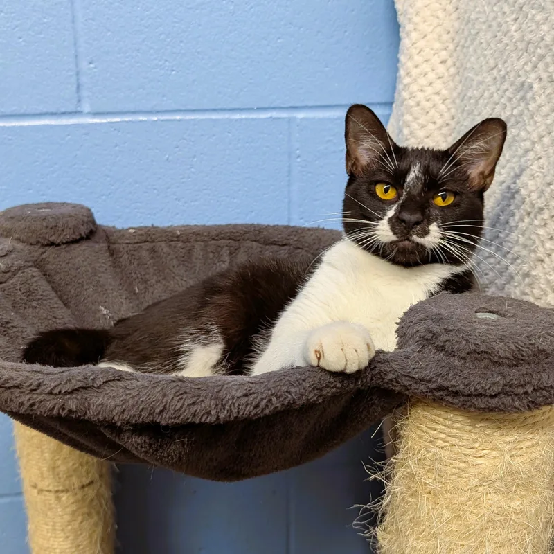 A baby medium-sized female Black Domestic Short Hair cat named Ada for adoption in Lowell, AR