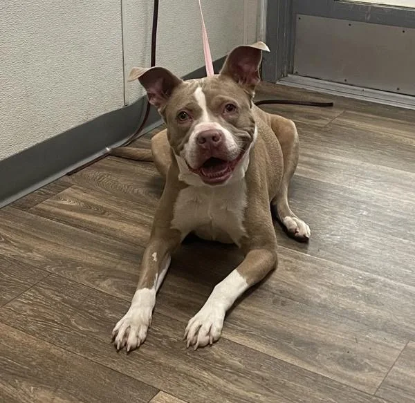 An adult medium-sized female Pit Bull Terrier dog named Rose for adoption in San Diego, CA