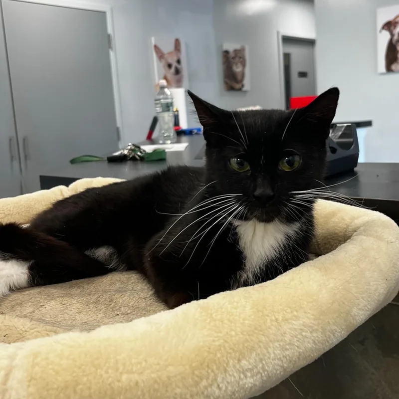 A young medium-sized female Black Domestic Short Hair cat named Peeps for adoption in North Haven, CT