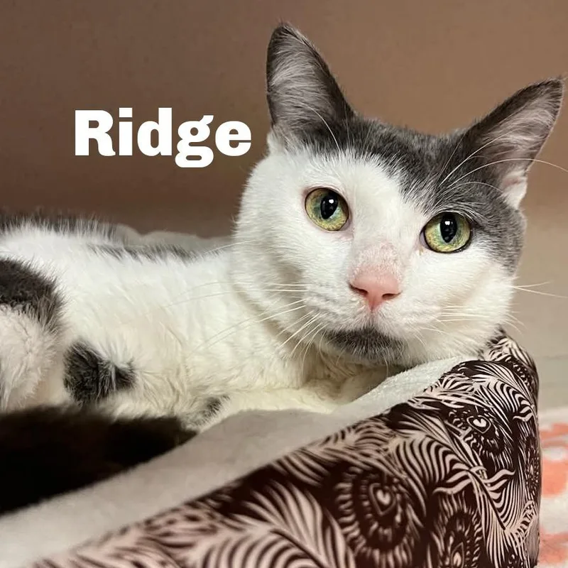 An adult medium-sized male Domestic Short Hair cat named Ridge for adoption in Escanaba, MI