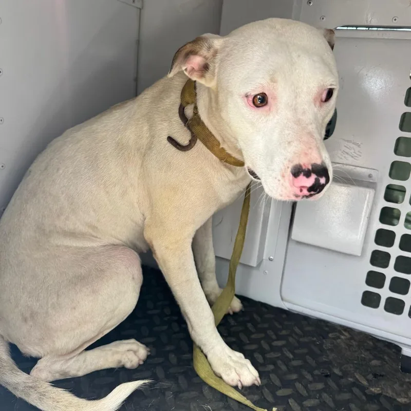 A young medium-sized female White / Cream Mixed Breed dog named Nilla Wafer for adoption in Columbus, GA