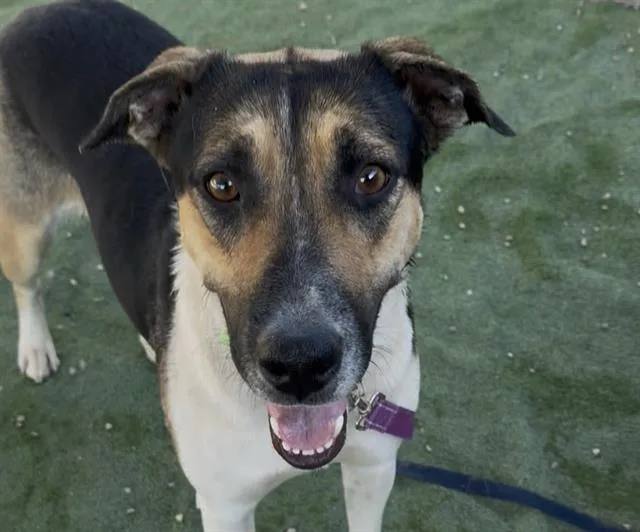 A young large-sized female German Shepherd Dog dog named Orie for adoption in Tucson, AZ