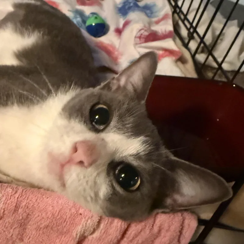 A young medium-sized female Gray & White Domestic Short Hair cat named Miss RolyPoly for adoption in Buffalo, NY