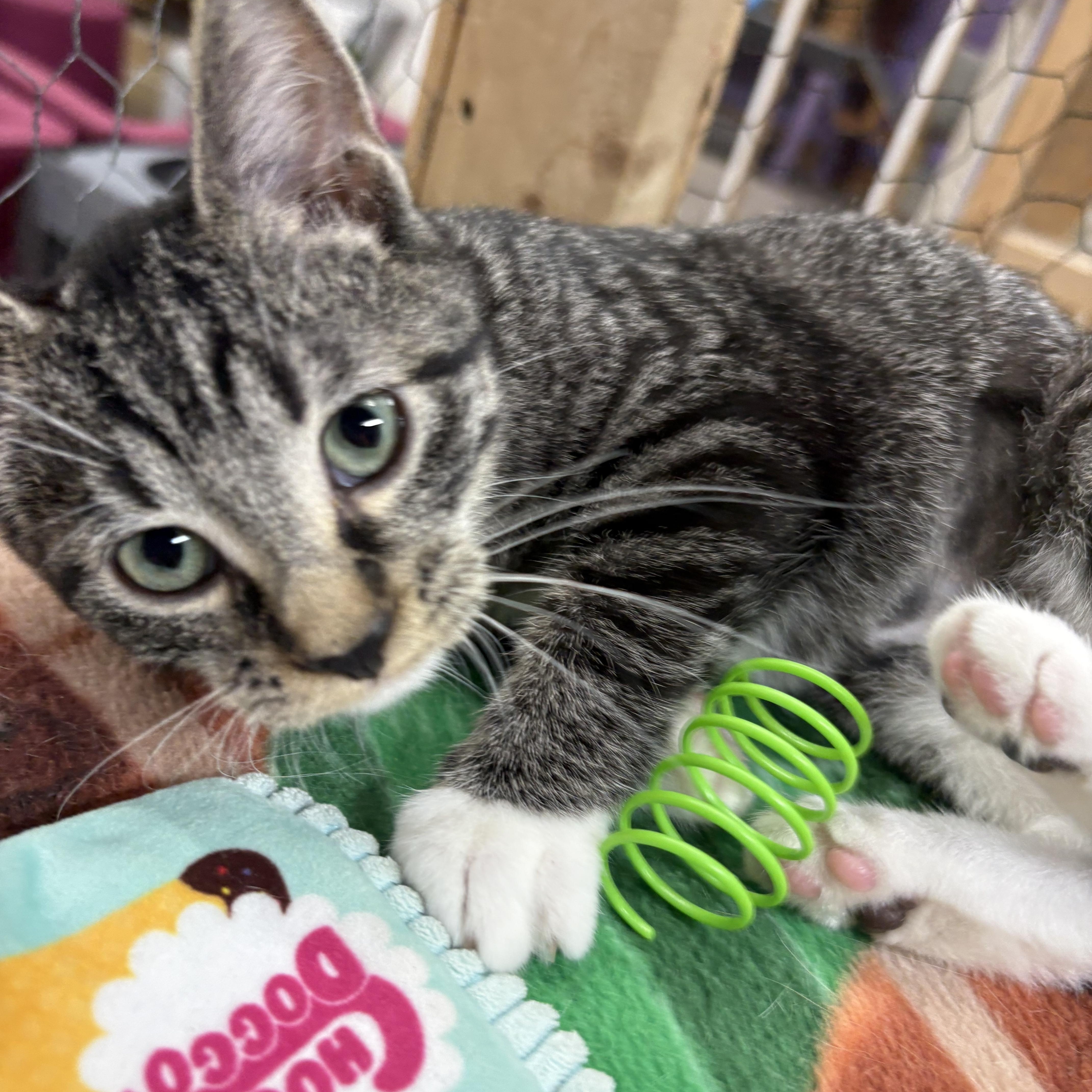 A baby small-sized female Tabby (Brown / Chocolate) Domestic Short Hair cat named Dixie for adoption in Faribault, MN