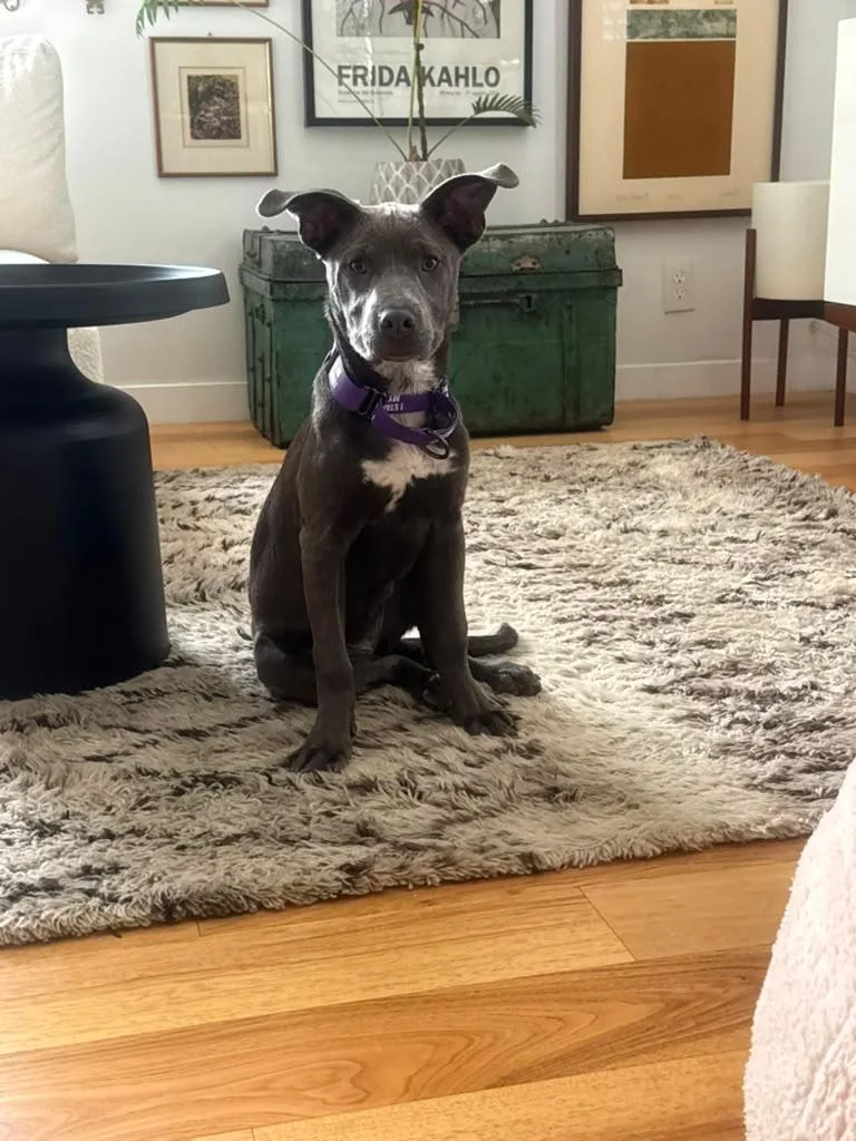 A baby medium-sized female Gray / Blue / Silver Pit Bull Terrier dog named Martha for adoption in Los Angeles, CA
